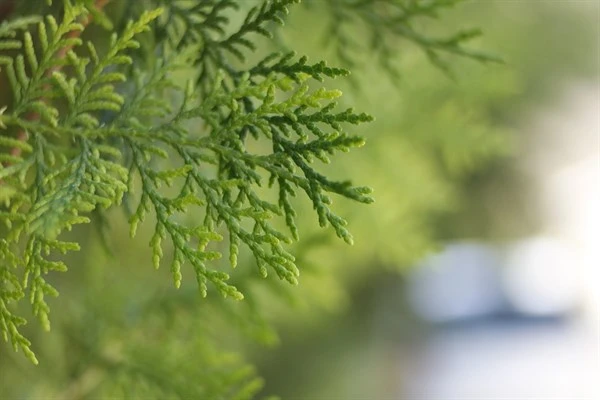 Almindelig Thuja "Danica" 3 Almindelig Thuja "Danica"