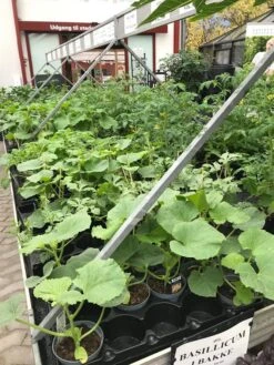 Drivhusplanter Til Udplantning