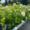 Træagtig Hortensia `Annabelle` 2 Træagtig Hortensia `Annabelle` -Planter Salgsbutik traeagttig20hortensia20annabella