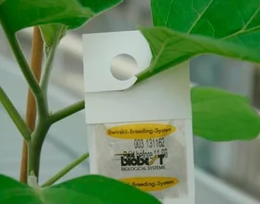 Tripsrovmider Småposer 3 Tripsrovmider Småposer