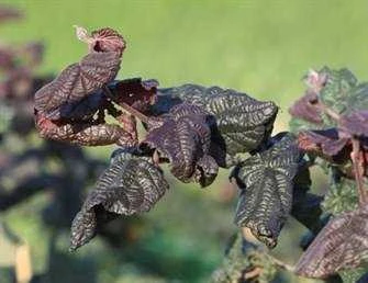 Rød Troldhassel 3 Rød Troldhassel