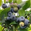 Blåbær 'Elliott' -Planter Salgsbutik vaccinium elliott