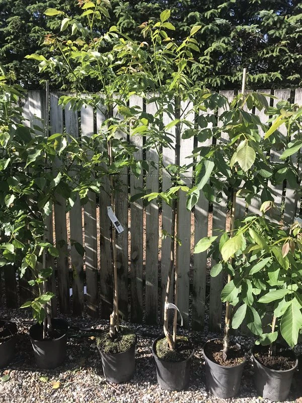 Valnødtræ `Plovdivski` 3 Valnødtræ `Plovdivski`