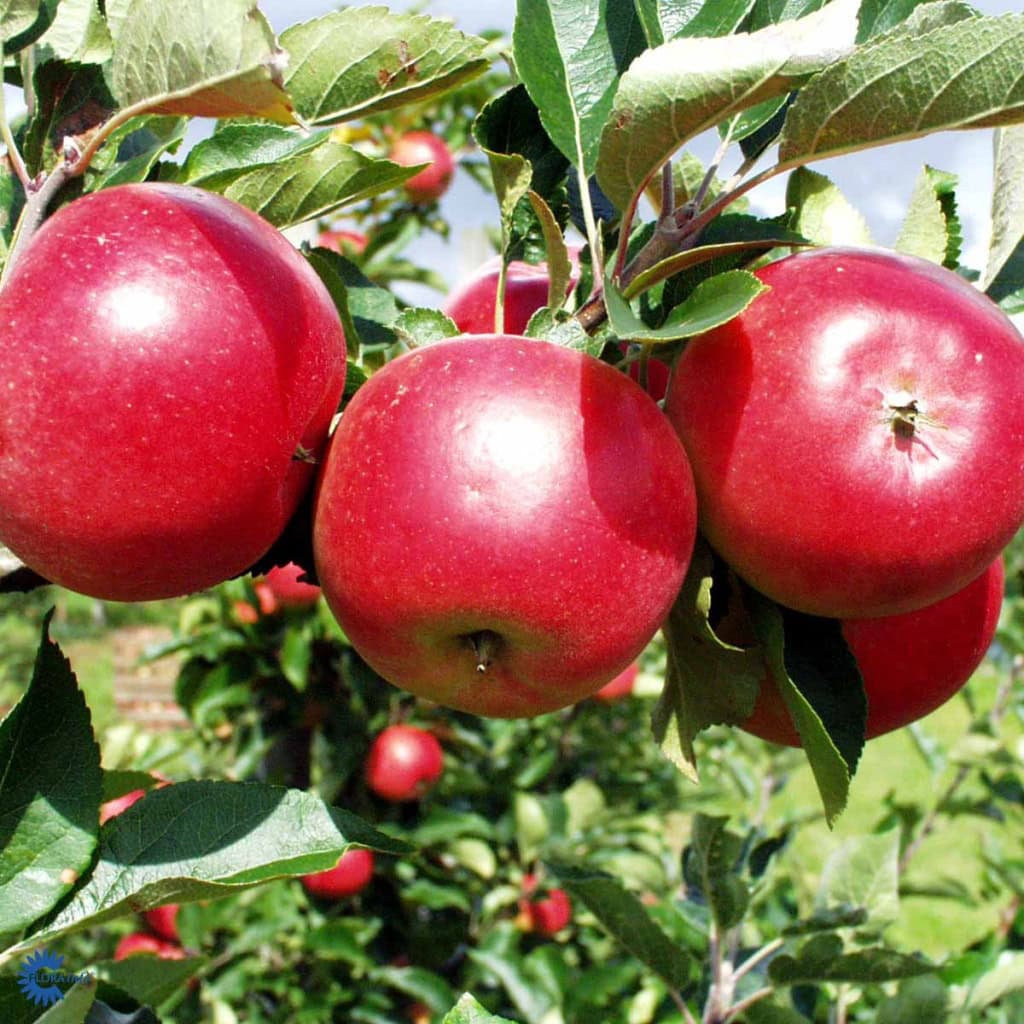 Planter Salgsbutik -Planter Salgsbutik 554147 554148 skilt 1024x1024 1