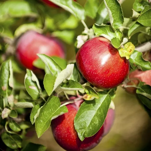 Planter Salgsbutik -Planter Salgsbutik discovery aebletrae fit